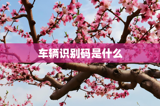 车辆识别码是什么
