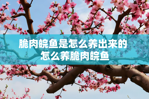 脆肉皖鱼是怎么养出来的 怎么养脆肉皖鱼