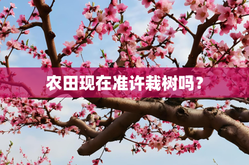 农田现在准许栽树吗？