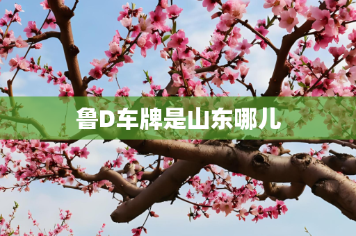 鲁D车牌是山东哪儿