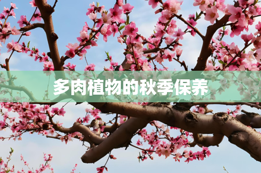 多肉植物的秋季保养