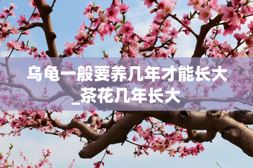 乌龟一般要养几年才能长大_茶花几年长大