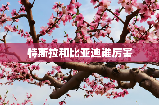 特斯拉和比亚迪谁厉害