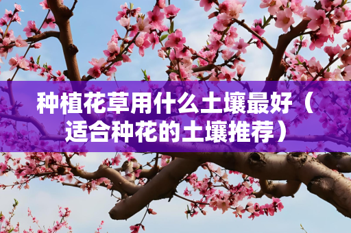种植花草用什么土壤最好（适合种花的土壤推荐）
