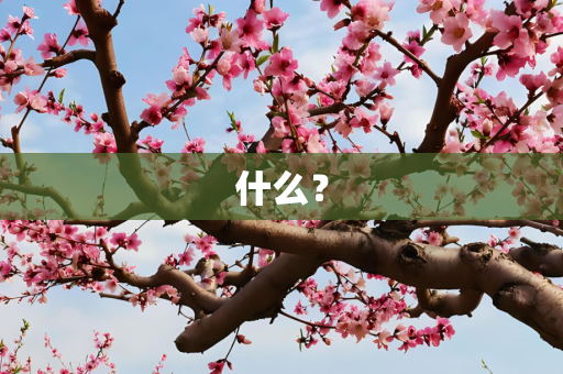 什么？