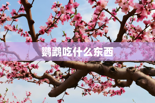 鹦鹉吃什么东西