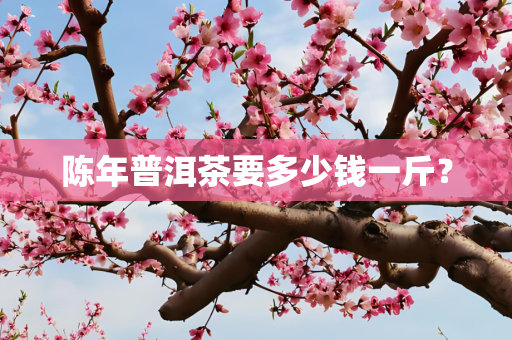 陈年普洱茶要多少钱一斤？