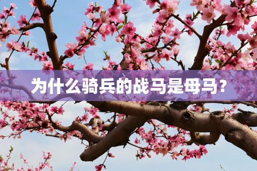 为什么骑兵的战马是母马？