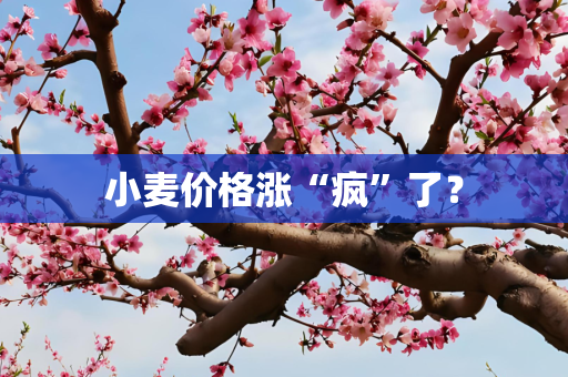 小麦价格涨“疯”了？