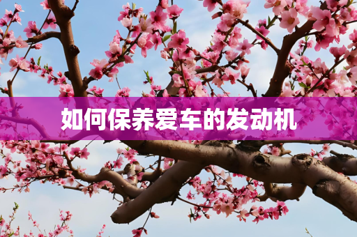 如何保养爱车的发动机