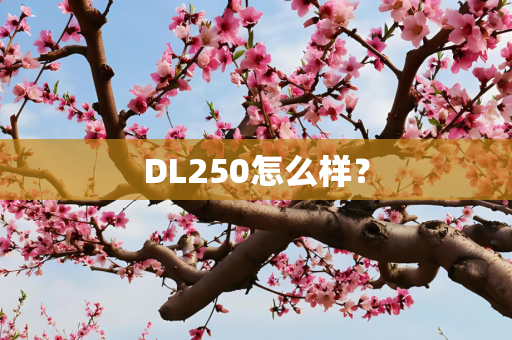 DL250怎么样？