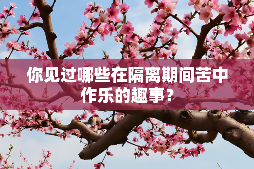 你见过哪些在隔离期间苦中作乐的趣事？