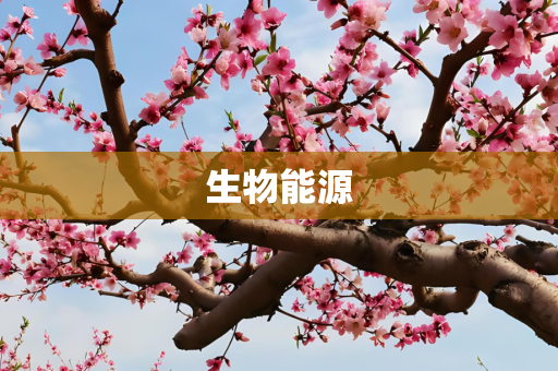 生物能源