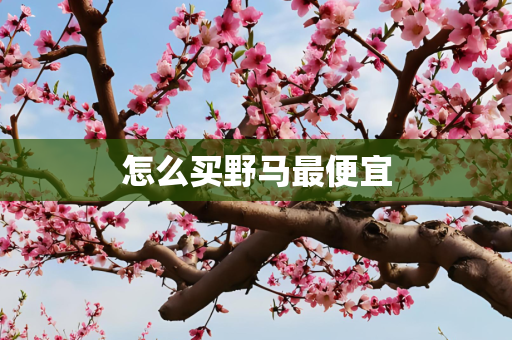 怎么买野马最便宜