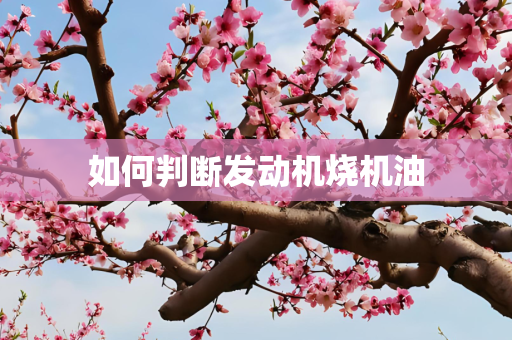 如何判断发动机烧机油