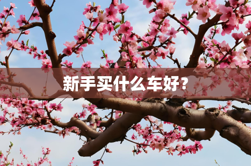新手买什么车好？