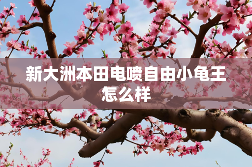 新大洲本田电喷自由小龟王怎么样