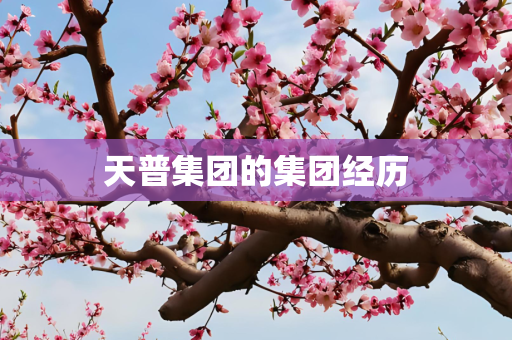 天普集团的集团经历