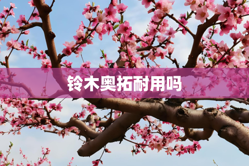 铃木奥拓耐用吗