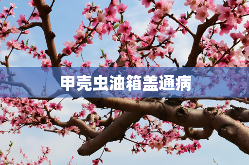 甲壳虫油箱盖通病