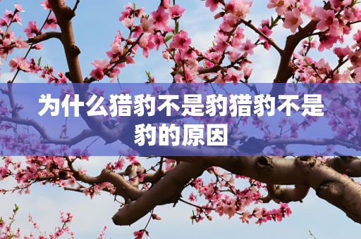 为什么猎豹不是豹猎豹不是豹的原因