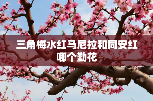 三角梅水红马尼拉和同安红哪个勤花