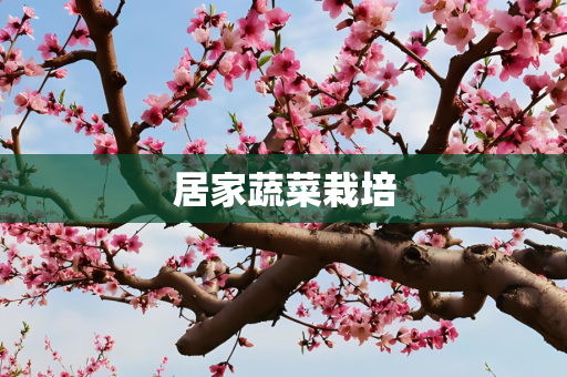 居家蔬菜栽培