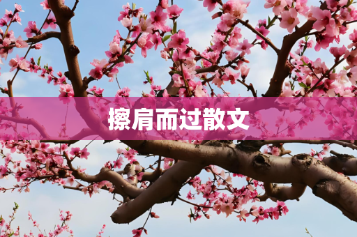 擦肩而过散文