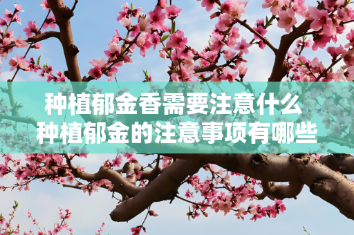 种植郁金香需要注意什么 种植郁金的注意事项有哪些