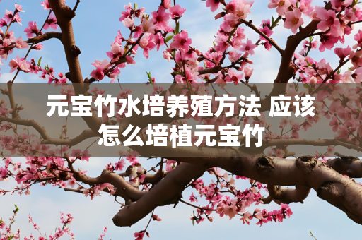 元宝竹水培养殖方法 应该怎么培植元宝竹