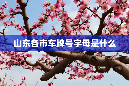 山东各市车牌号字母是什么