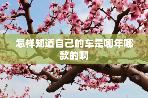 怎样知道自己的车是哪年哪款的啊
