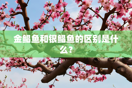 金鲳鱼和银鲳鱼的区别是什么？