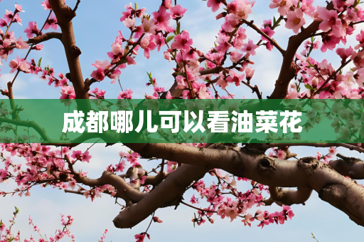 成都哪儿可以看油菜花