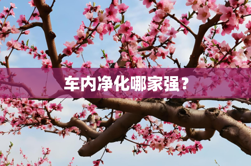 车内净化哪家强？