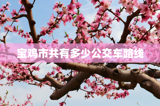 宝鸡市共有多少公交车路线