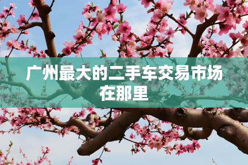 广州最大的二手车交易市场在那里